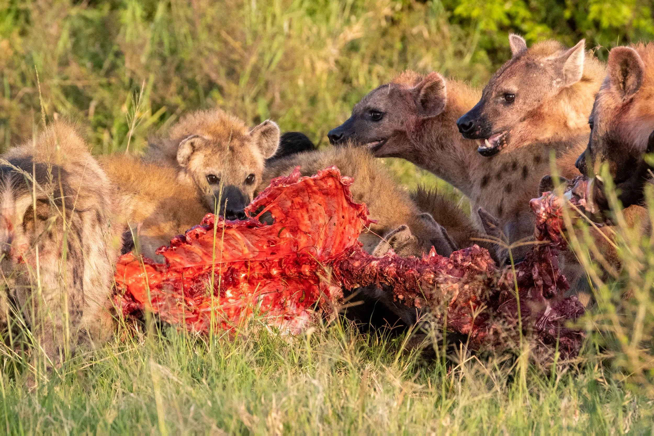 How to Spot a Hyena — Kathy Karn Photography